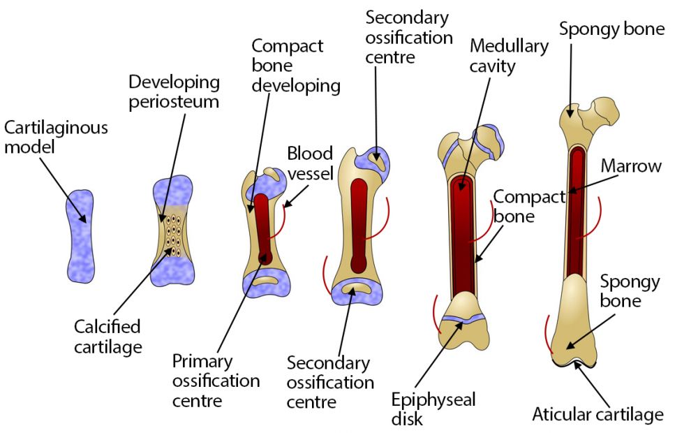 stages of ossification in bone